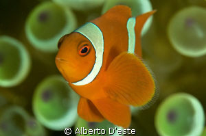 Clown Fish by Alberto D'este 